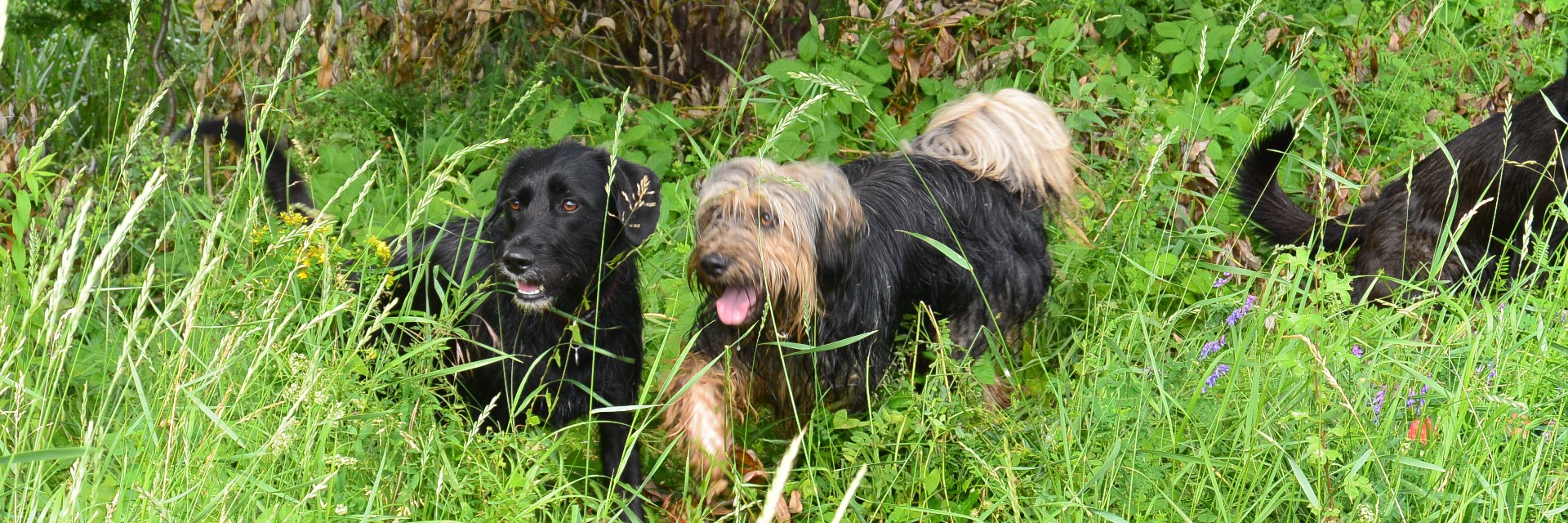 Tierkommunikation